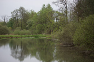 Rozlewisko na rzece Radomce zarastające zielenią.