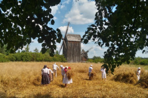 Inscenizacja żniw na terenie muzeum Wsi Kieleckiej w Tokarni - kobiety i mężczyźni w strojach tradycyjnych podczas sianokosów.